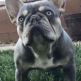 French Bulldogs from Flower Garden Frenchies
