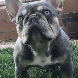 French Bulldogs from Flower Garden Frenchies