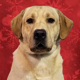 Grizz - Labrador Retriever