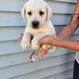 Ginny - Yellow female Labrador Retriever puppy in Middleburg, Pennsylvania from Countrylanes labs
