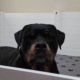 Rottweilers from Noble Oak Rottweilers