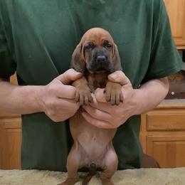 Redbone Coonhound puppies from Blackstone Valley Hounds