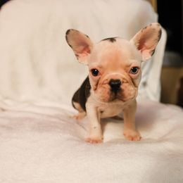 French Bulldog Puppies from For The Love of Frenchies