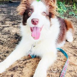 Border Collies from Hound and Harvest