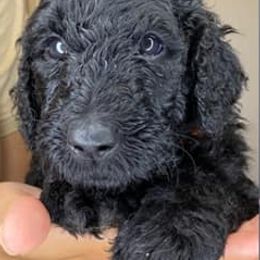 Labradoodles from The Sanchez Farmily