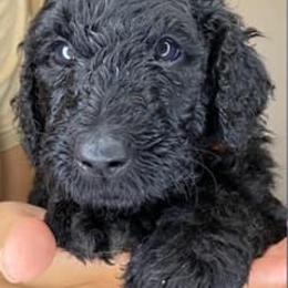 Labradoodles from The Sanchez Farmily