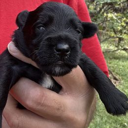 Black Male - Black male Miniature Schnauzer puppy in Clover, South Carolina from Bobo’s Babies Kennels