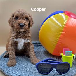Copper - Red  male Goldendoodle puppy in Summerville, South Carolina from Channys Doodles