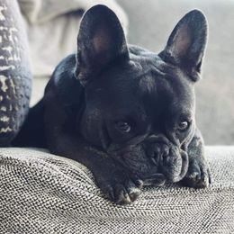 Funny Bunny - French Bulldog