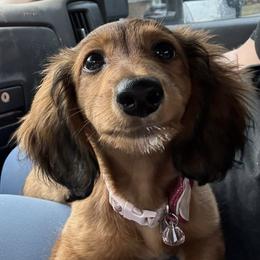Dachshund Puppies from Lakeshore Dachshunds