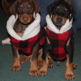 Doberman Pinscher Puppies from Desiree's Doberman Pinschers