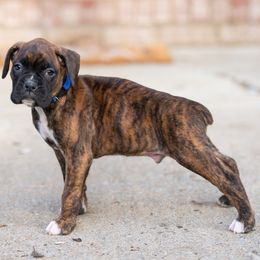 Blue - Brindle male Boxer puppy in Georgia from Stephanie’s Boxers