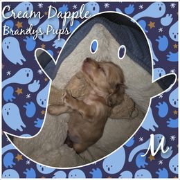 Dachshund Puppies from Brandys Pups