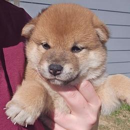 Rei - Red female Shiba Inu puppy in Marianna, Florida from Diwasou