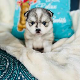 Donald - Silver and white male Pomsky puppy in Yavapai County, Arizona from Pawsh Pomskies