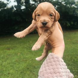 Black Boy - Red  male Goldendoodle puppy in Richmond, Kentucky from The Doting Doodle