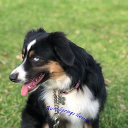 Destiny  - Miniature Australian Shepherd