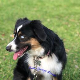 Destiny  - Miniature Australian Shepherd