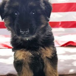 Baby Blue - Black and red male German Shepherd puppy in Newaygo, Michigan from Sterley Shepherds