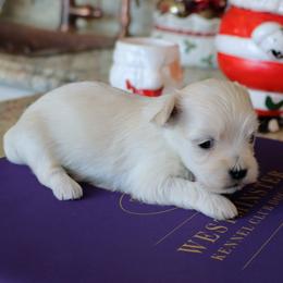 Ms. Terry - Gold female Havanese puppy in Hamptonville, North Carolina from Alabama Havanese Kennel