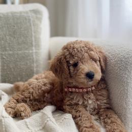 Poodle Puppies from Bruno & Co. Puppies