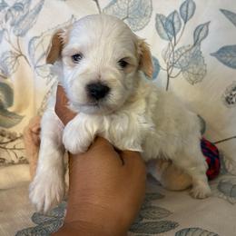 Kazoo - Wheaten male Miniature Schnauzer puppy in Hemet, California from Journee Home Mini Schnauzers