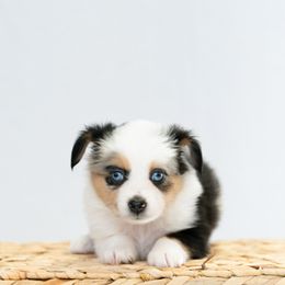 Dachshund and Miniature American Shepherd Puppies from Long Dog Inc.