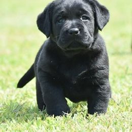 Labrador Retriever Puppies from Startop Labradors