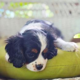 Abilene - Tri-color female Cavalier King Charles Spaniel puppy in Watsontown, Pennsylvania from Huntsman Cavaliers