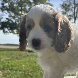 Cavapoos from Tiffani's Cavapoos