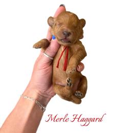 Merle Haggard - Red  male Goldendoodle puppy in Hot Springs, Arkansas from Hot Springs Kennels