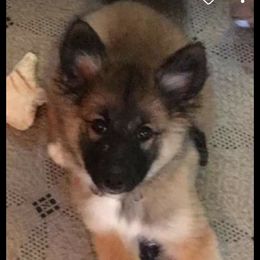 Icelandic Sheepdog Puppies from Valhalla Icelandic Sheepdogs