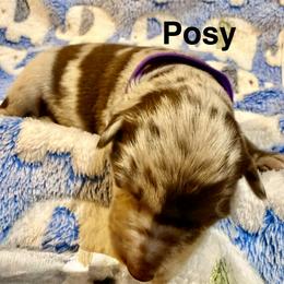 Posy - Red merle female Australian Shepherd puppy in Az, Yuma, Arizona from The Southern Dog