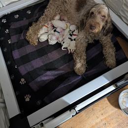 Boy 4 - White and orange male Spinone Italiano puppy in Kent County, Delaware from Ilvolare Spinone