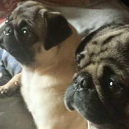 Pugs from Carole's Pugs