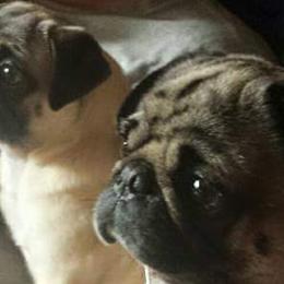 Pugs from Carole's Pugs