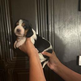 Calvin - Black white and brown male Basset Hound puppy in Denison, Texas from Emma Lou's Baby Bassets