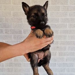 Tippi Hedren - Sable female German Shepherd puppy in Winston Salem, North Carolina from Samtastic Shepherds