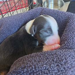 Girl 1 - Black & white female Australian Shepherd puppy in Lake Stevens, Washington from Barking Creek Ranch