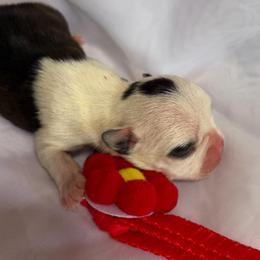 Red collar - Black brindle and white female Boston Terrier puppy in Sunnyside, Washington from Boston Terriers