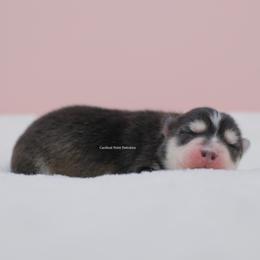Felicity - Black and white female Pomsky puppy in Loxahatchee, Florida from Cardinal Point Pomskies