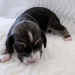 Pocket Beagle Denver - Black tan and white male Beagle puppy in Gentry, Arkansas from HC Puppy Ranch