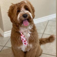 Australian Labradoodle All Grown Up from Legendary Labradoodles LLC