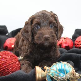 Petra - Chocolate female Australian Cobberdog puppy in Bellingham, Minnesota from Whispering Prairie Australian Cobberdog