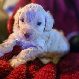 Dasher - Cream male Cockapoo puppy in Stillwater, Oklahoma from Cowboy Country Cockapoos