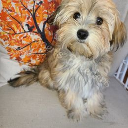 Havanese Puppies from Brugger's Breeders, LLC