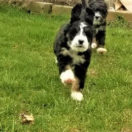 Bernedoodle Puppies from Flat Creek Bernedoodles