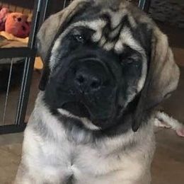 Billy - Mastiff
