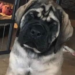 Billy - Mastiff