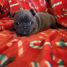 Gidget - Blue female French Bulldog puppy in Alabama from Southern Bulldogs